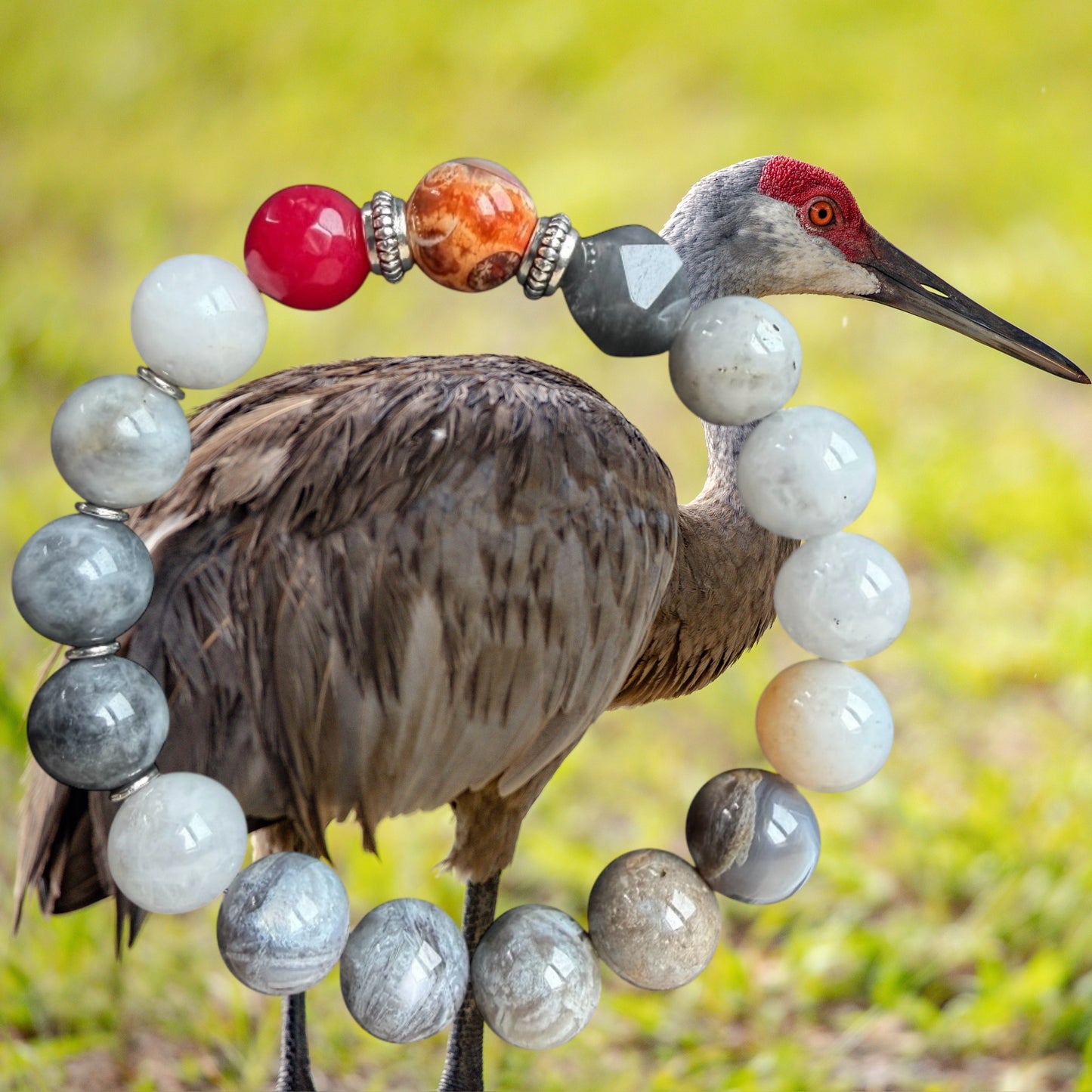 Sandhill Crane