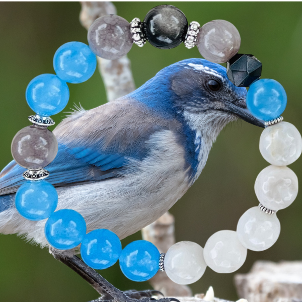 Scrub Jay