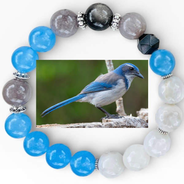 Scrub Jay